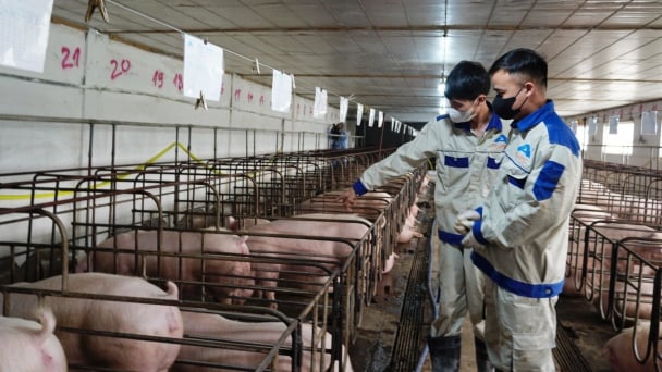 ASF vaccine for sows and boars urgently needed